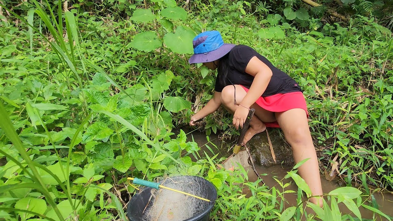 Habitat chana limbata di sungai kecil pedalaman hutan