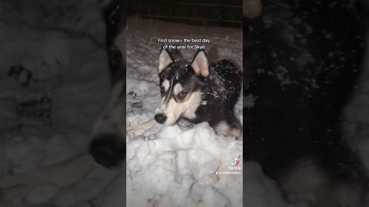 #happyhusky #siberianhusky #snowday