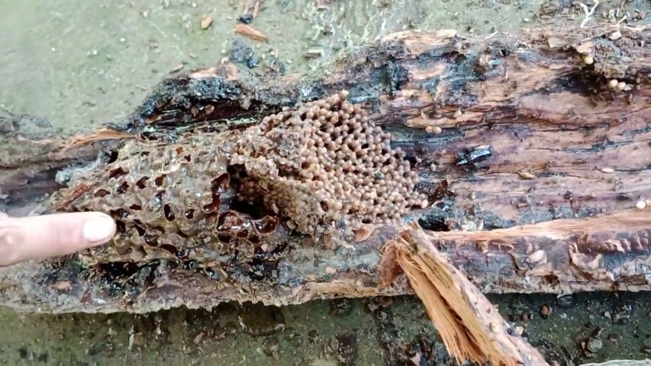 Harvesting Kiwot (stingless bee)
