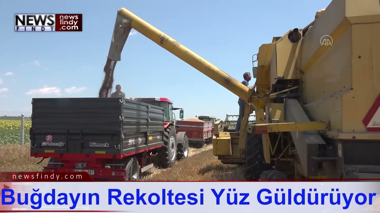 Hasadına Başlanan Buğdayın Rekoltesi Yüz Güldürüyor