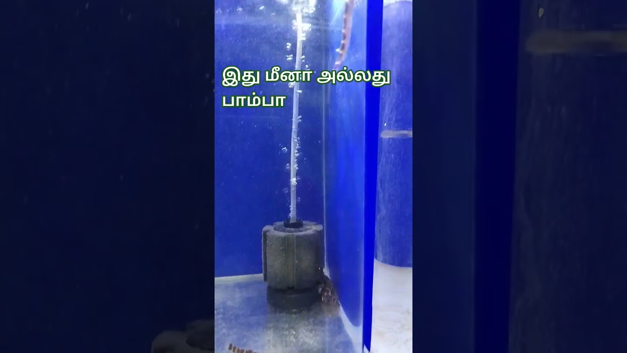Heel fish#fish #youtubeshorts #fishing #aquarium