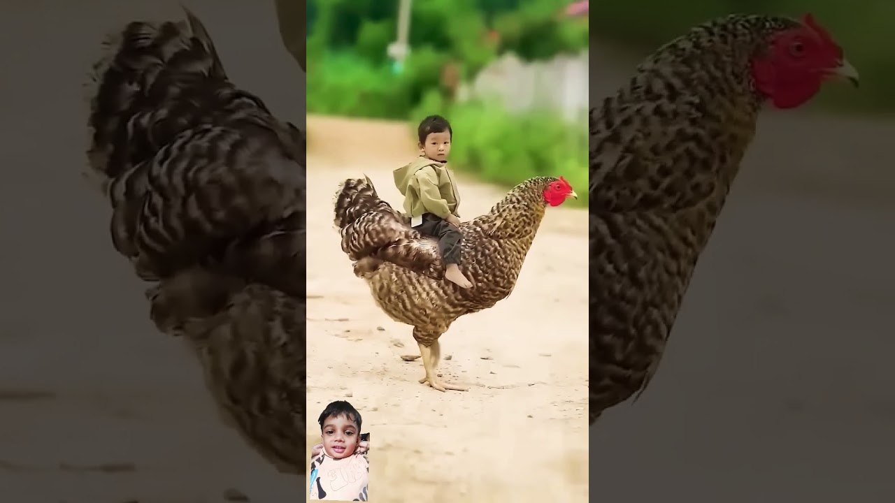 Hen ride, 😂