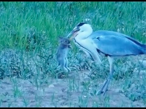 Heron Swallows Live Baby Rabbit Whole!