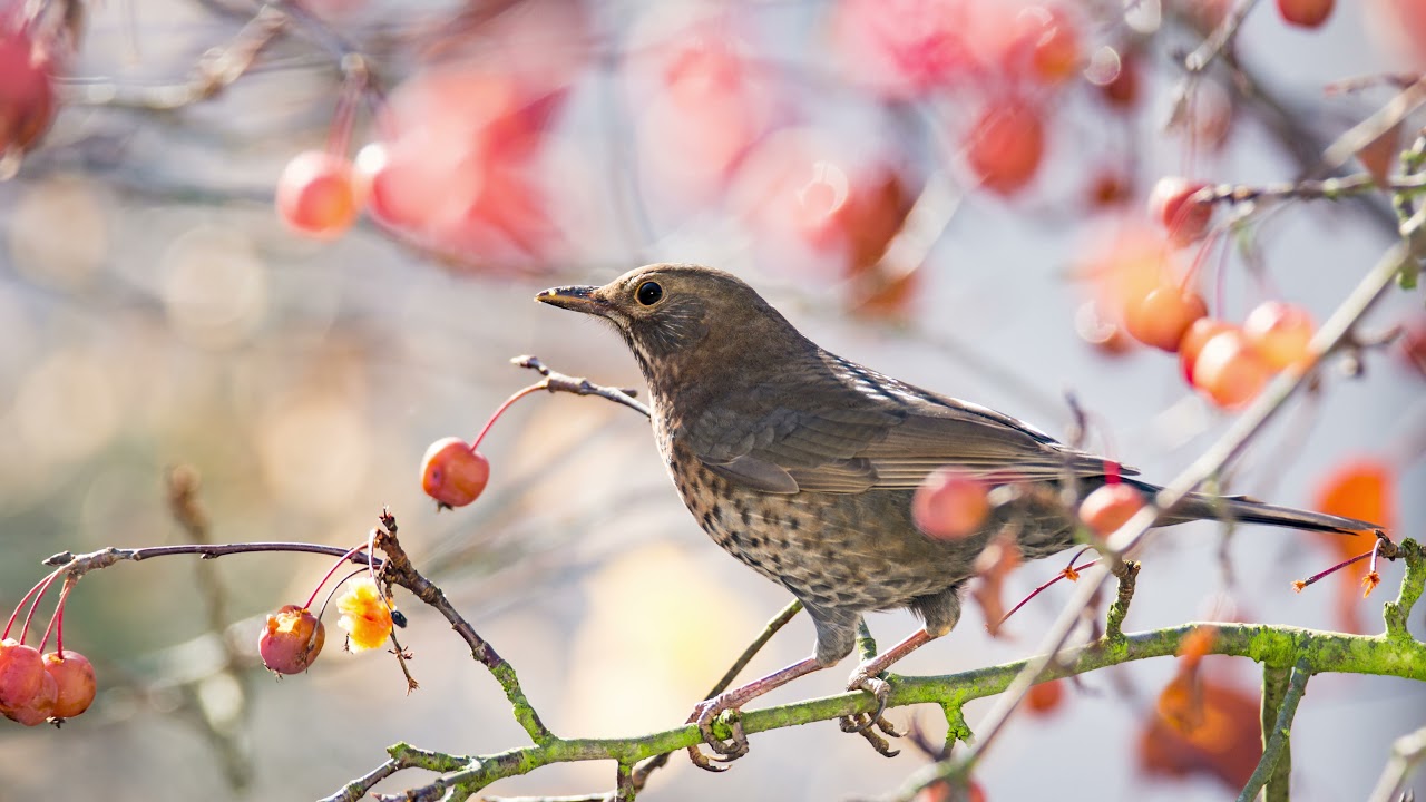 Het geluid van de Merel - Natuur en vogel geluiden. Leer de Merel zijn geluid te herkennen | 10 uur