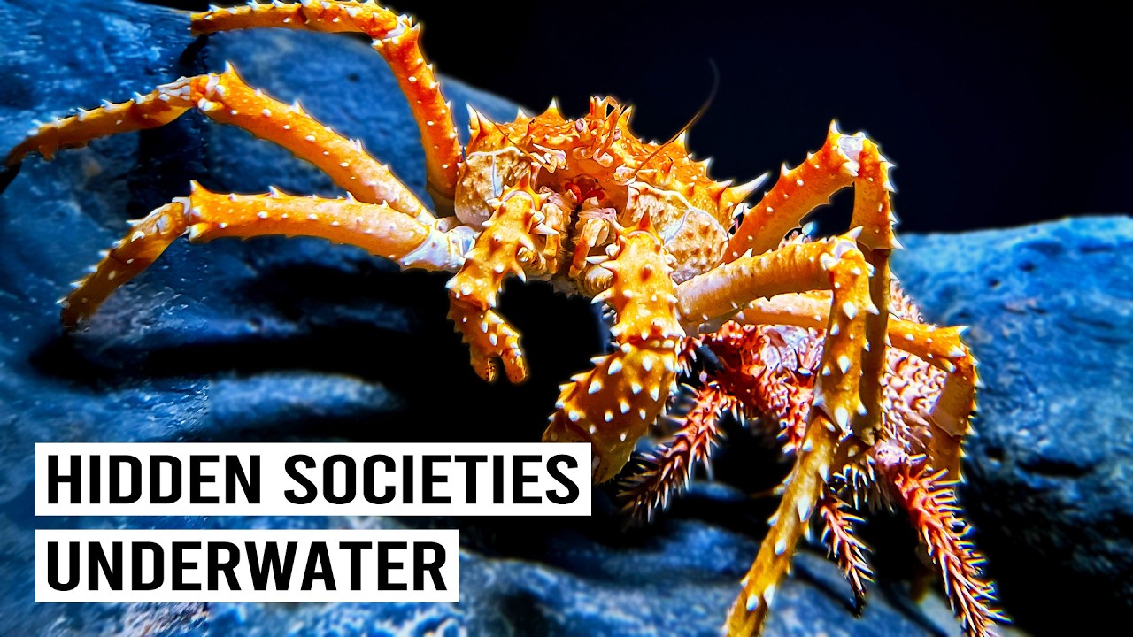 Hidden Battle Among The Coral Reefs | 4K Documentary
