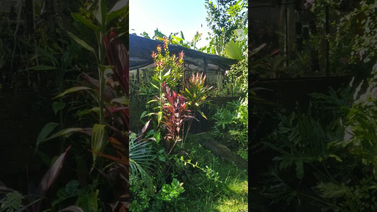 #hidupdidesa ngadem di kebun 🌿🌿🌼