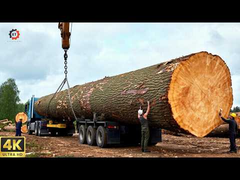 High-Speed Logging Tools in Action, Millennial Trees Fall Like Thunder – Dangerous and Unpredictable