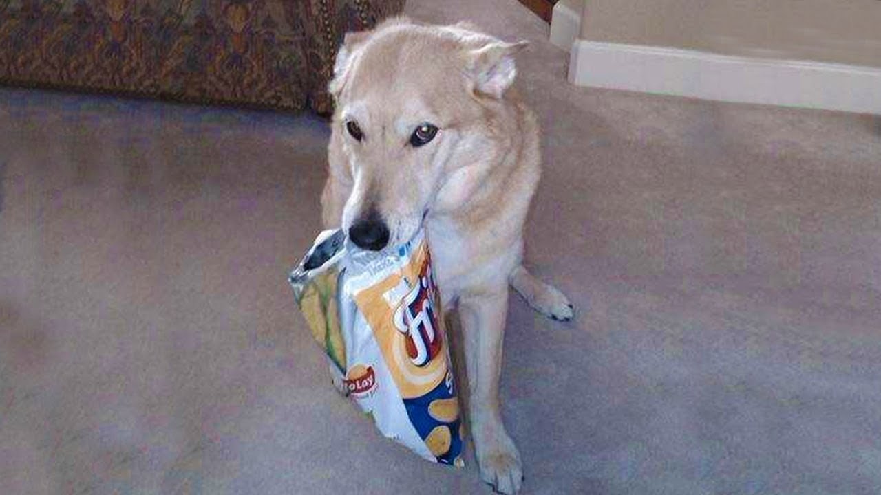 HILARIOUS DOGS Being Weird 🤪 NEW Funniest Dogs Video 2025