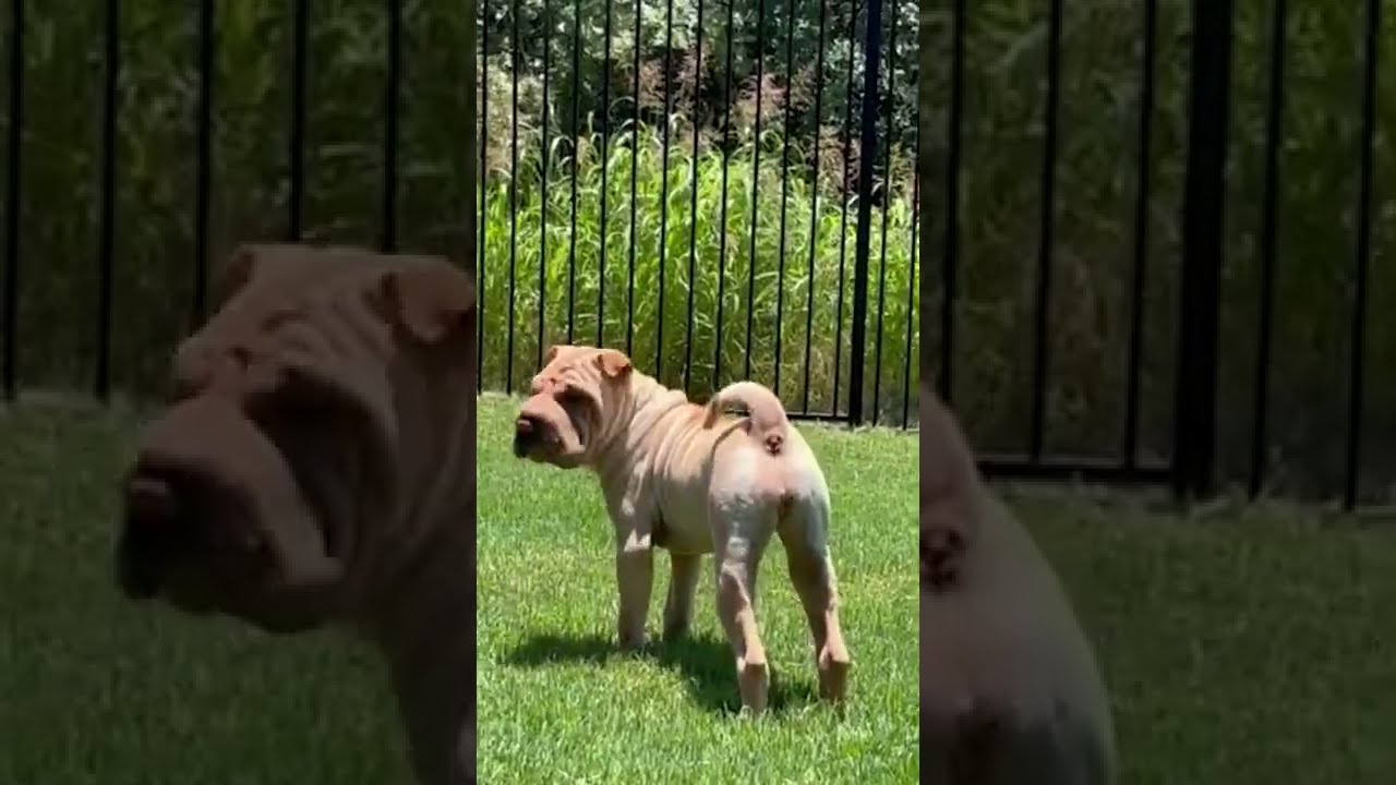 Hilarious Pup Barks From Both Ends! #Shorts