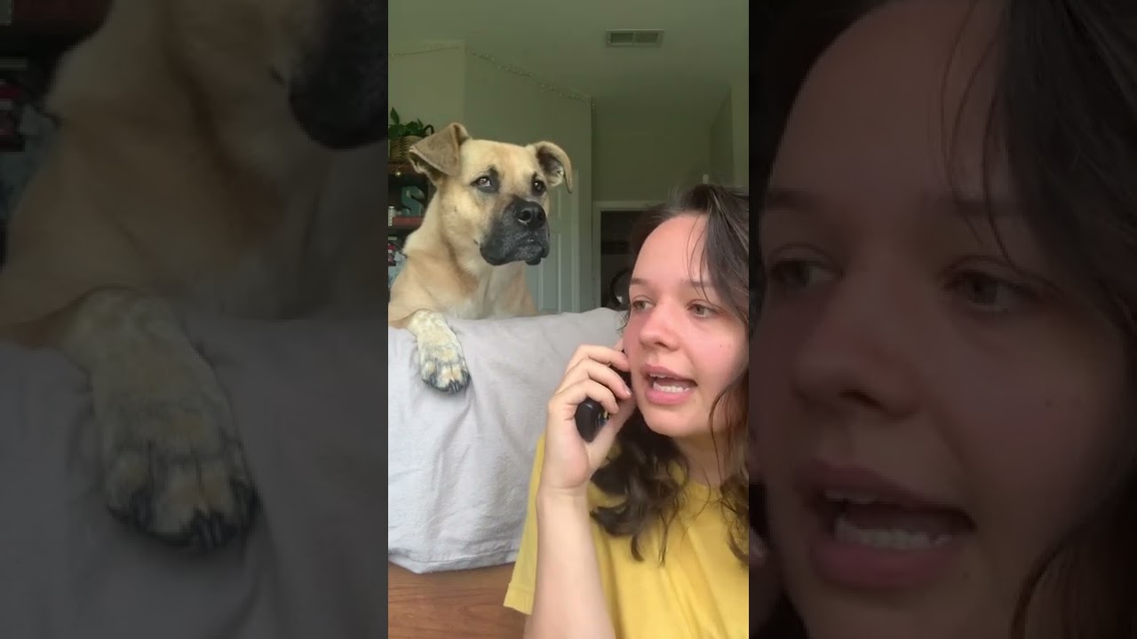 Hilarious Pup Reacts To Hearing Their Favorite Words! #Shorts
