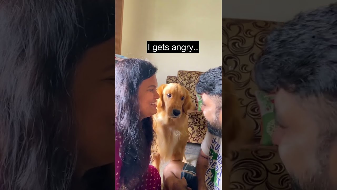 Hilarious Pup Refuses To Let Parents Kiss! #Dogs #Shorts