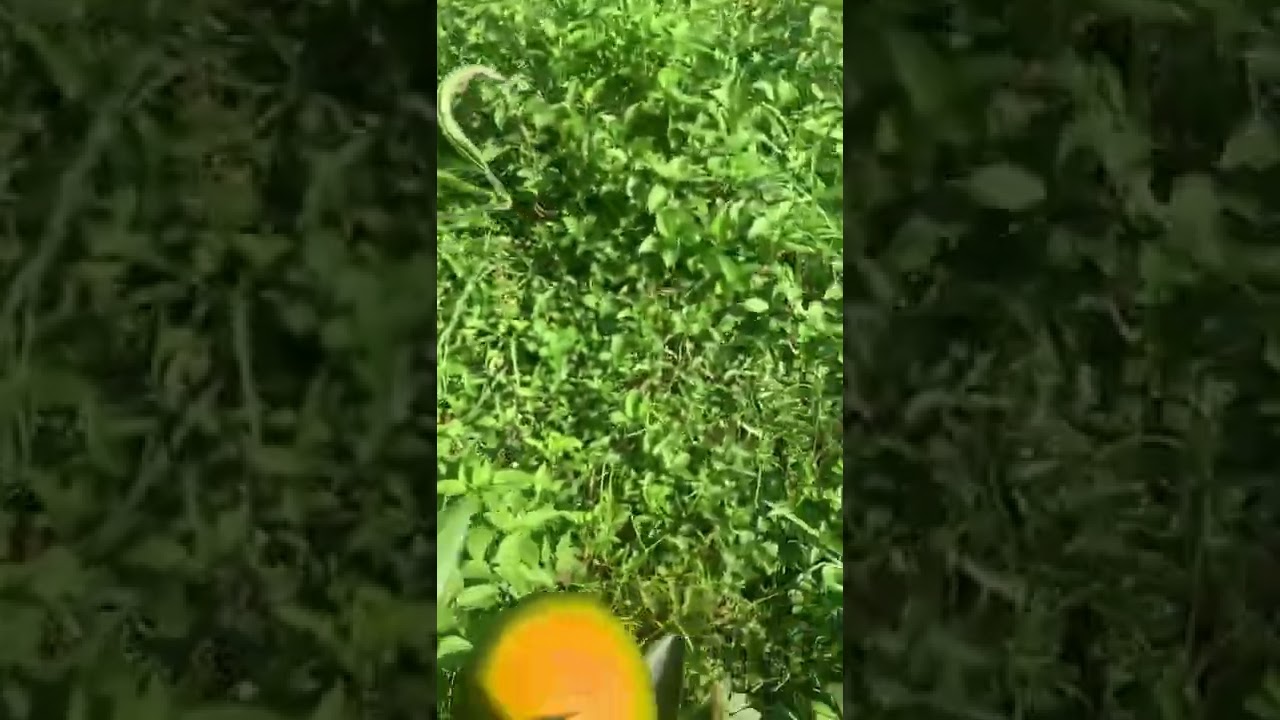 Hirkus Agro Farm’s Orange Ready for harvest हिरकुश एग़्रो फ़ार्मक़ो सुन्तला