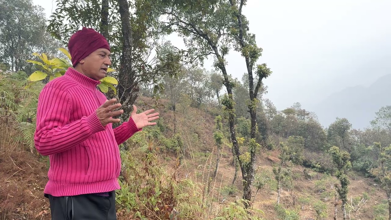 Hirkush Agro Farm's Lemon Farm कागती खेती हिर्कुश एग्रो फार्म। लम्जुङ को कागती फार्म ।
