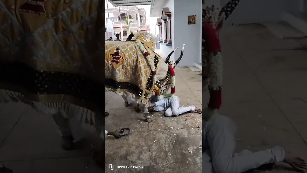 HİNDİSTAN'DA BİR HİNTLİ'YE TAPTIĞI İNEK SALDIRDI