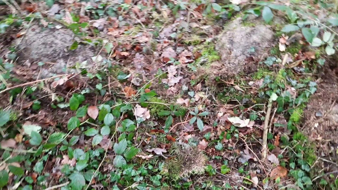 Hünengrab und Hügelgrab bei Schernikau b. Stendal