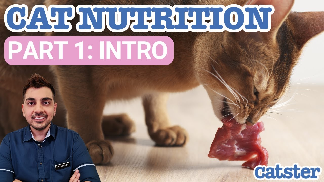 Homemade Cat Food vs. Store-bought Cat Food