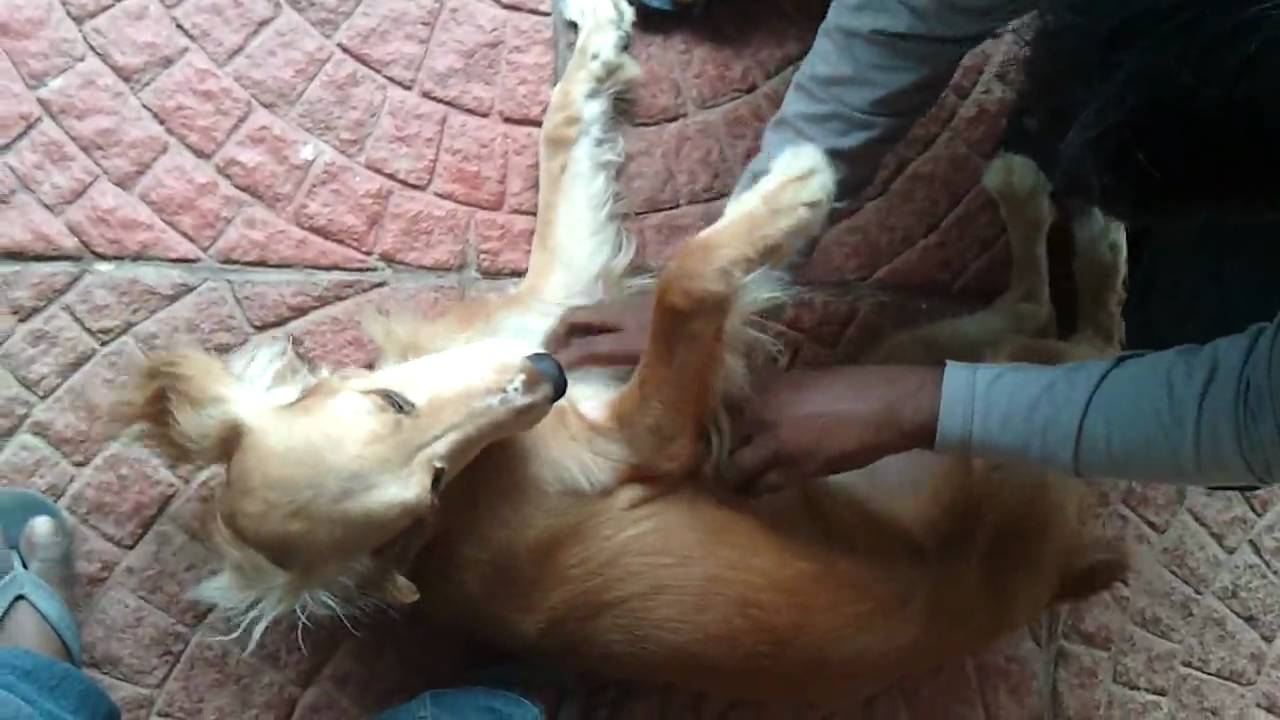 Honey gettin brutally tickled