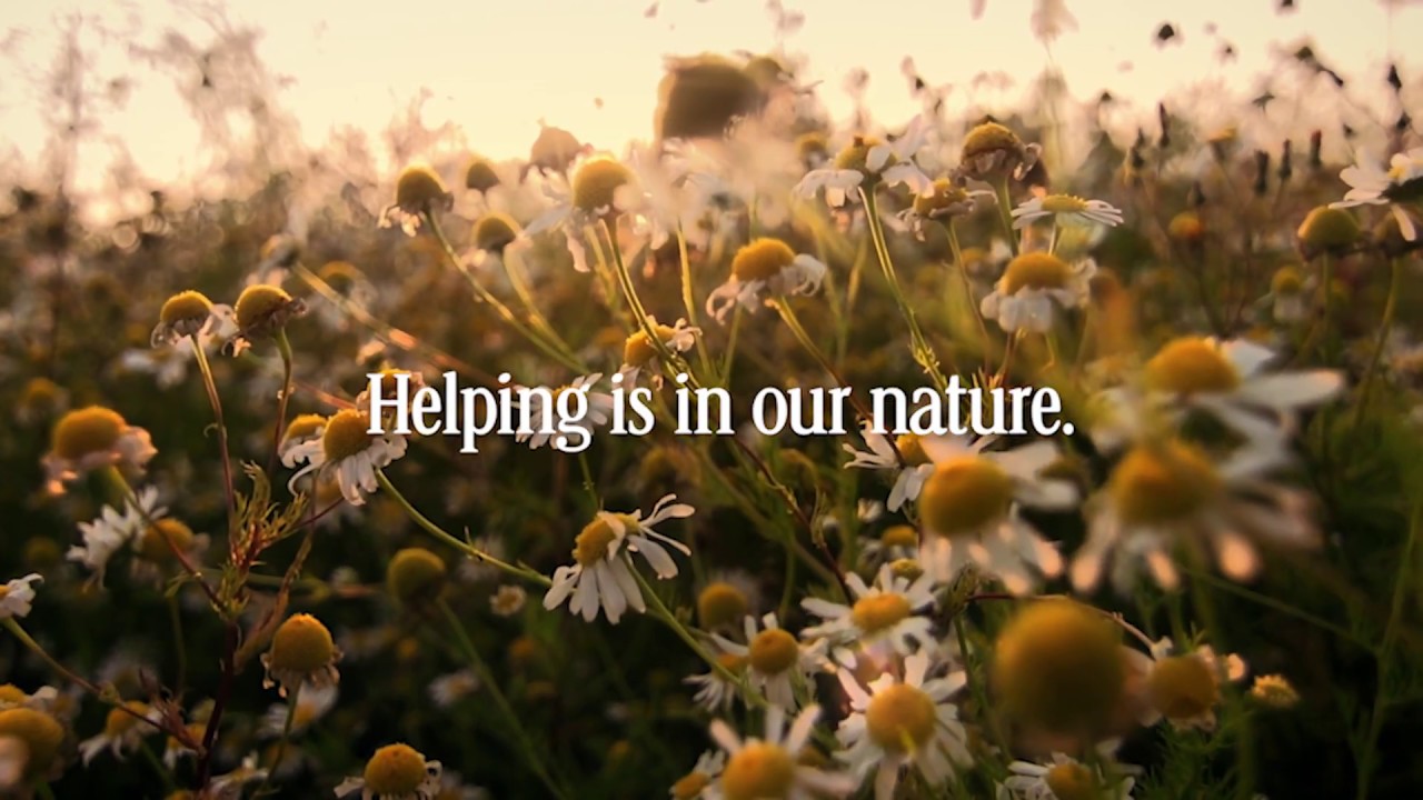 Honey Nut Cheerios – Bring Back the Bees