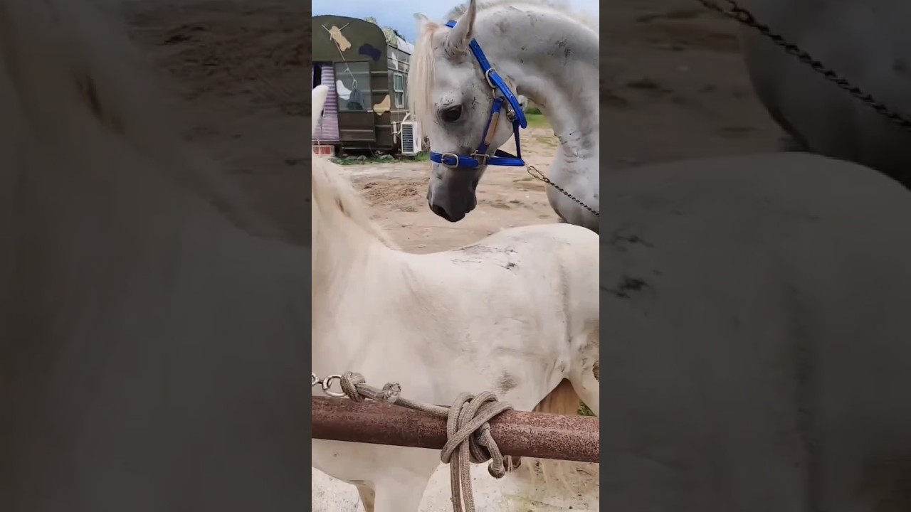 horse first meeting #horse #meeting #shortvideo #shorts