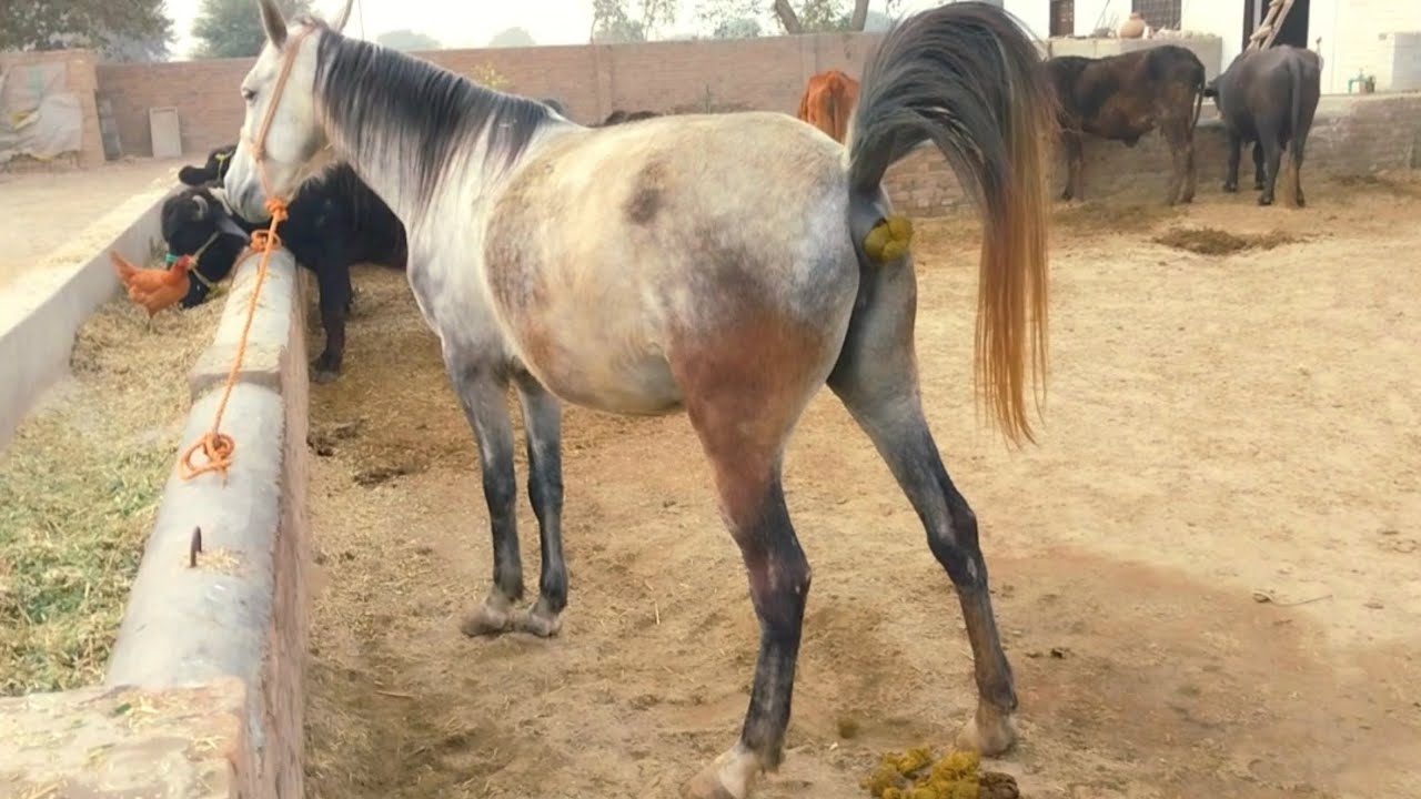 Horse Poop 🤣 | Horse Video