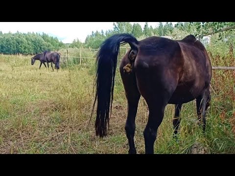 Horse Poop and Horses in Village