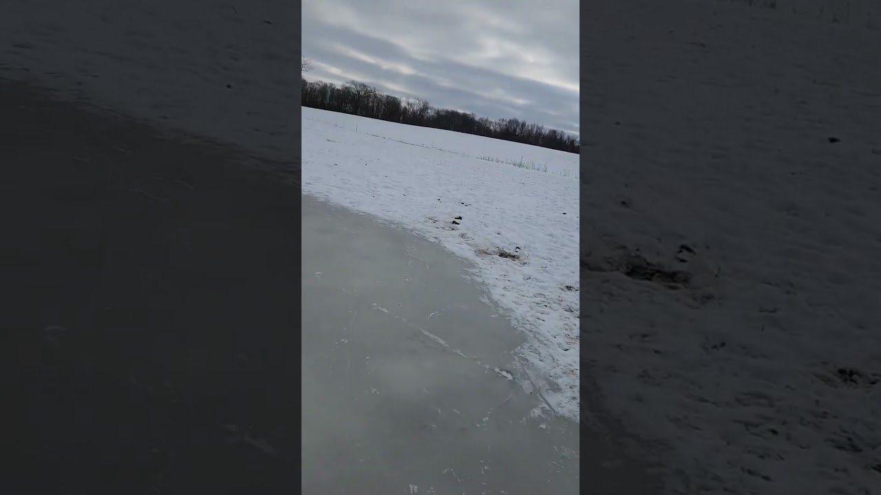horse poop pond #horse #skating #countrylife #love