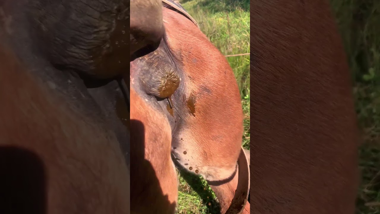 Horse pooping 💩