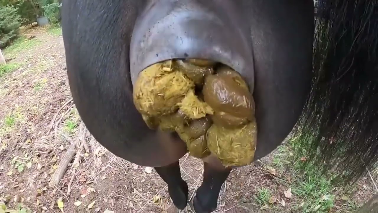 Horse pooping