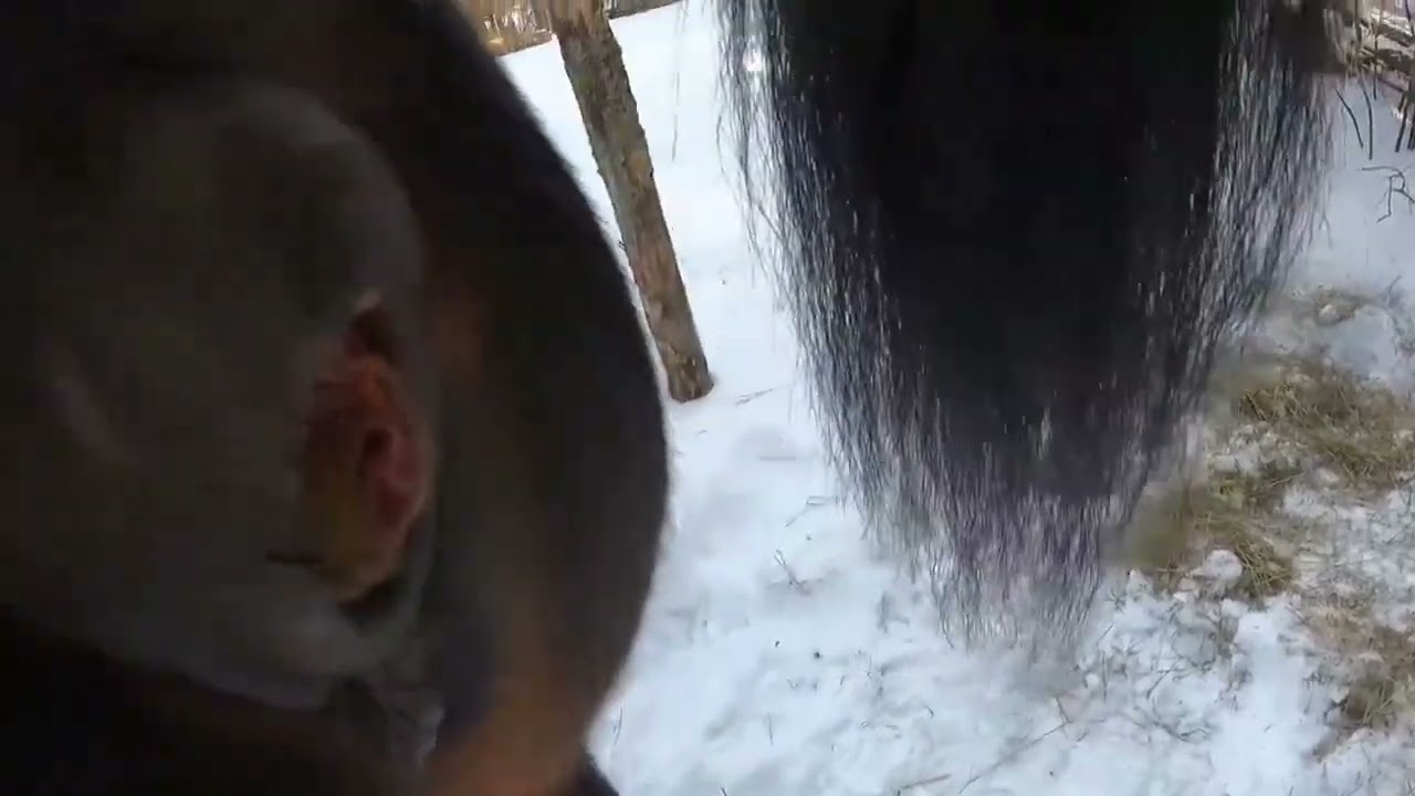 Horse pooping