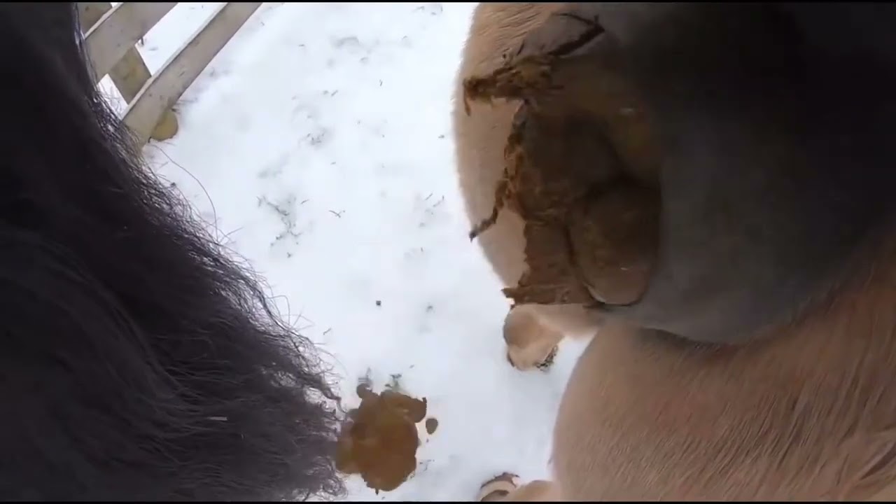 horse pooping kamise