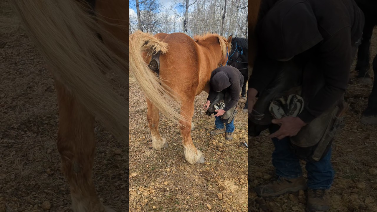 HORSE POOPS during pedicure #farrier #farrierlife #horse #hoof #hooftrimming #asmr #shorts