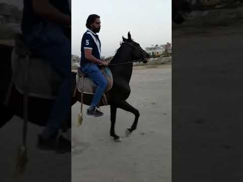 Horse riding pakistan