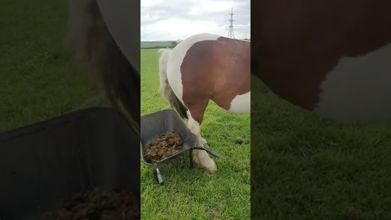 Horse Rudely Knocks Over Poo Barrow || ViralHog