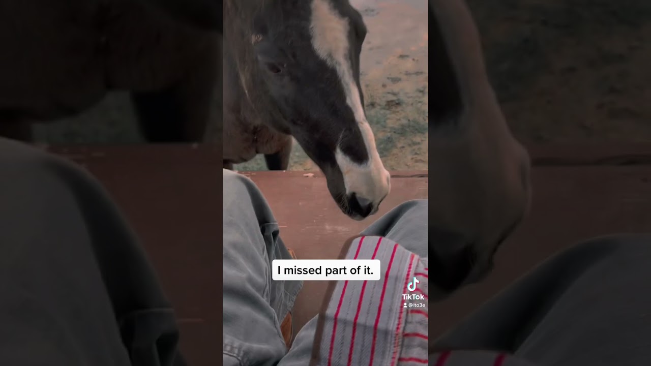 Horse tries to eat my boot! 🤣🤣
