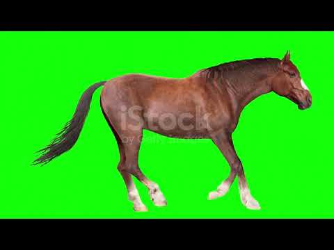 horse walking and running green screen
