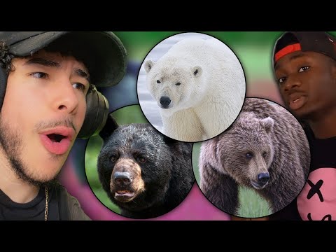 HOW DIFFERENT TYPES OF BEARS RETIRE YOU FROM LIFE (Casual Geographic Reaction)