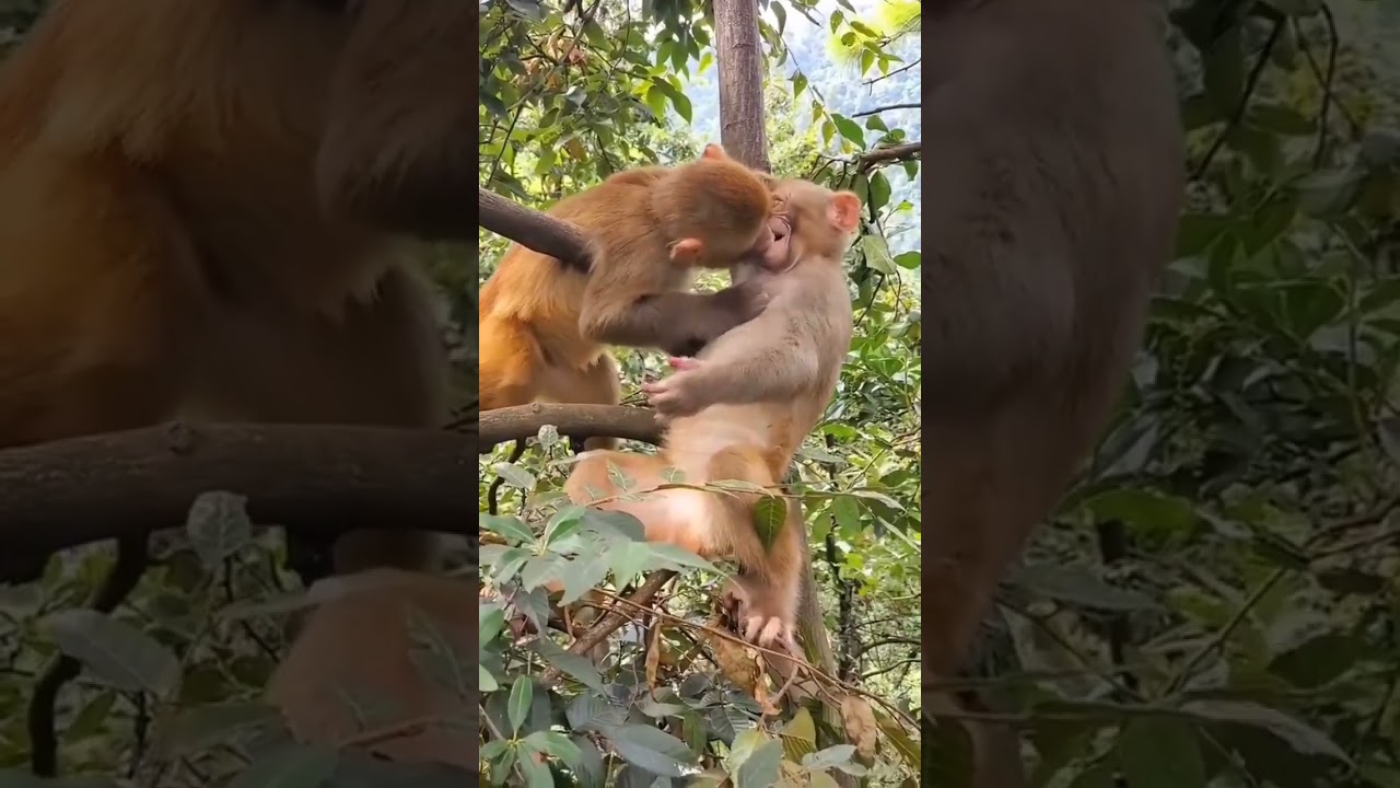 How much tenderness😍 Kiss kiss #shorts #animals