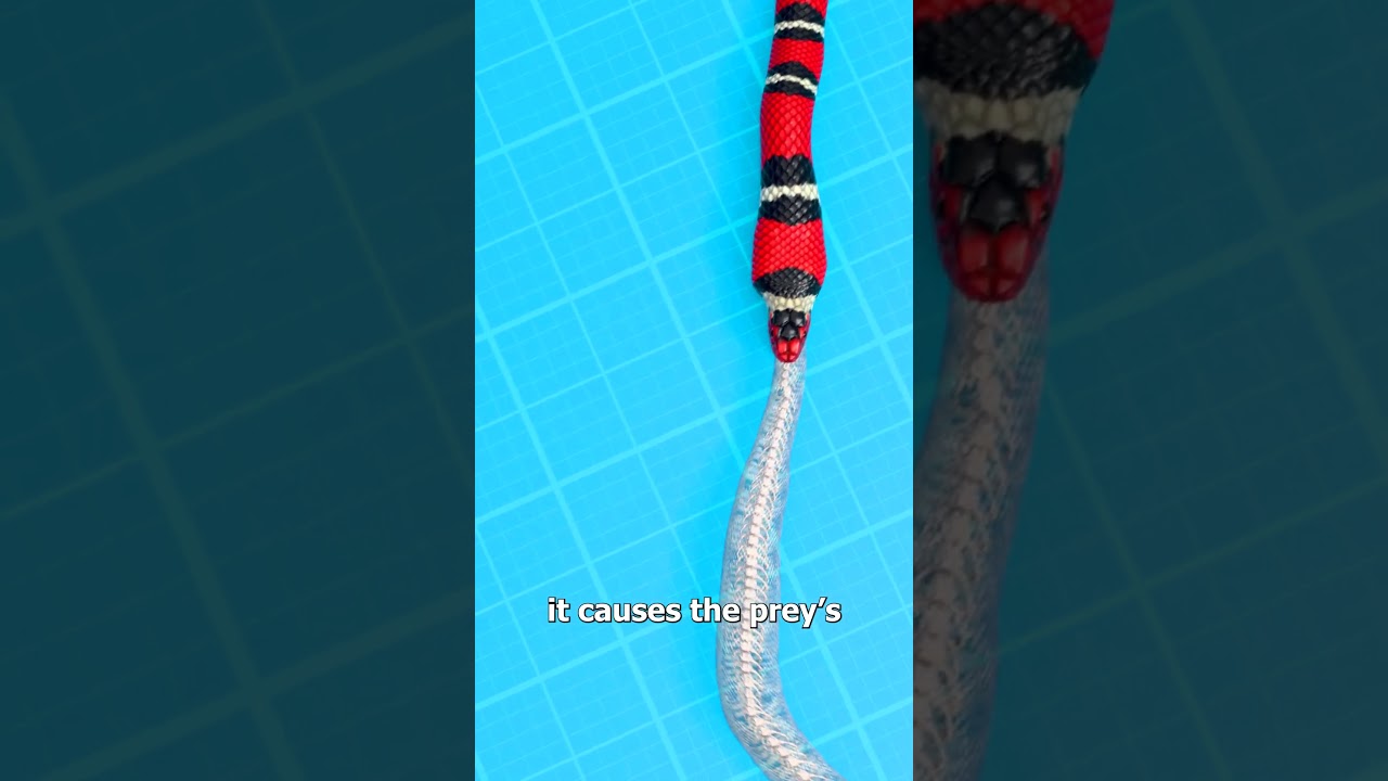 How Snakes Eat Other Snakes 😮