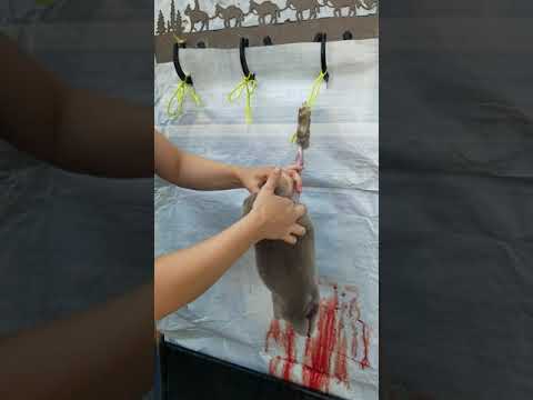 How to butcher a rabbit