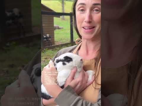 How To Butcher A Rabbit (Butchering Techniques For Meat Rabbits)