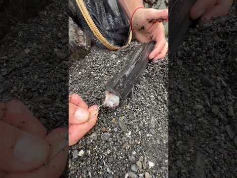 How To Catch Monkey-Face Eel