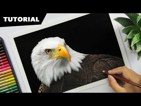How to Draw an EAGLE with Colors | Tutorial for BEGINNERS