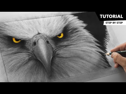 How to Draw Realistic Eagle | Tutorial for BEGINNERS