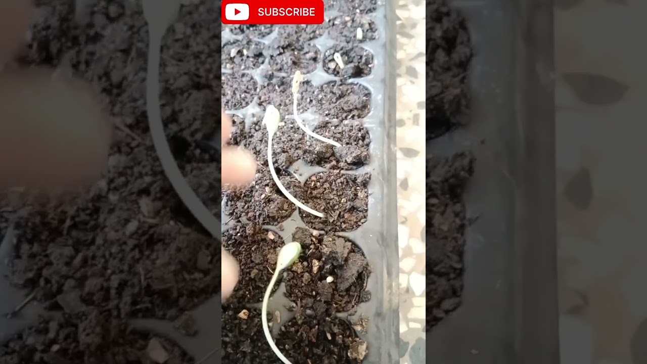 How to grow ladyfingers/Bhindi/Okra#shorts #garden