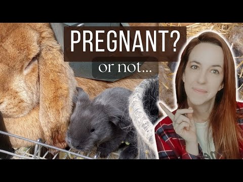 How To Tell If Your Rabbit Is Pregnant