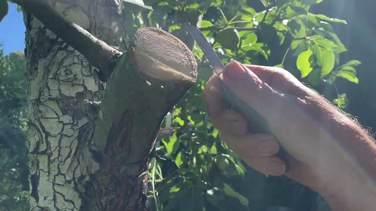 How to Top Work Fruit Trees with the Bark Graft