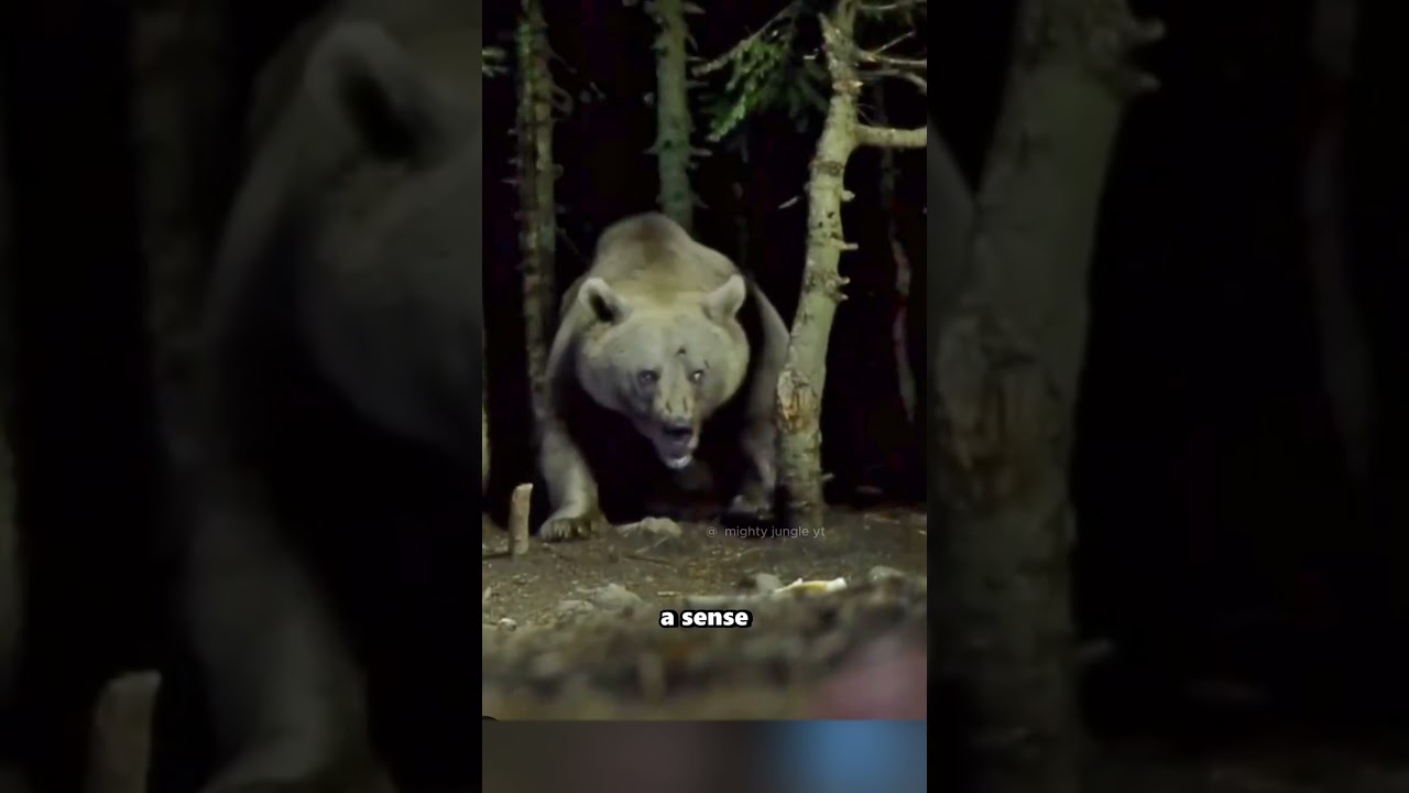 Huge Grizzly Bear caught on Cam #animals #shorts