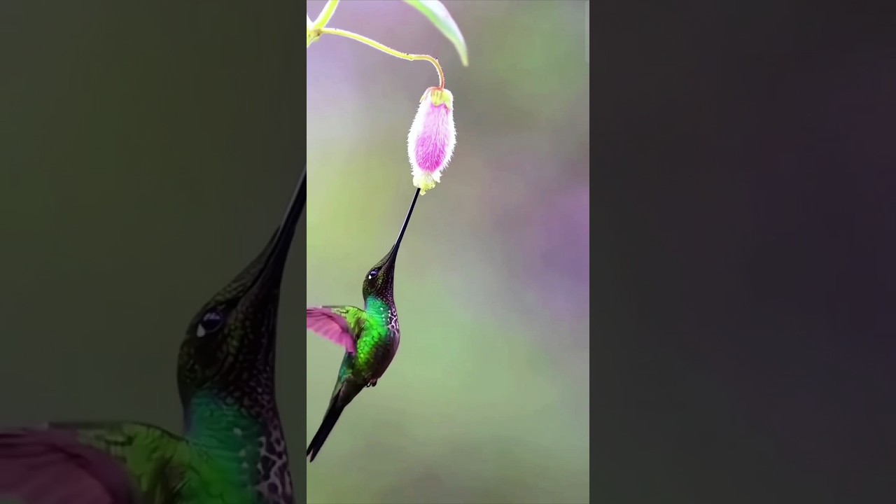 Hummingbird flowers short video.#shortvideo #youtubeshorts #hummingbird