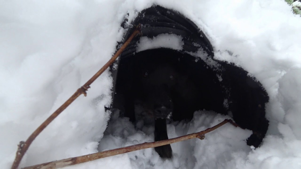 Hunting our 3 Patterdales in the deep snow in Idaho.