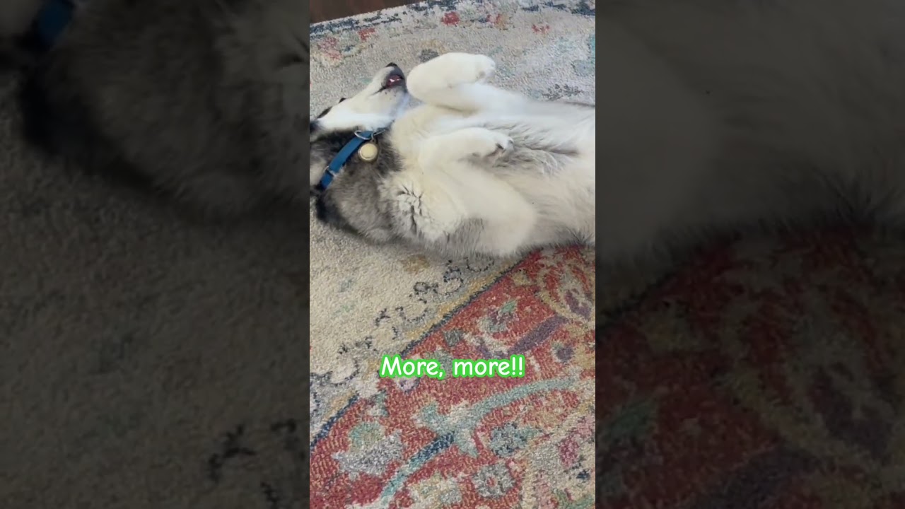 #husky #happyhusky #huskyworldwide #dog #huskyboy #cutepuppy #pets #huskyworld